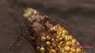 桃华月惮17cm巨根操得巨臀母狗面红耳赤，全程打桩叫床内射（简芥同城约啪
